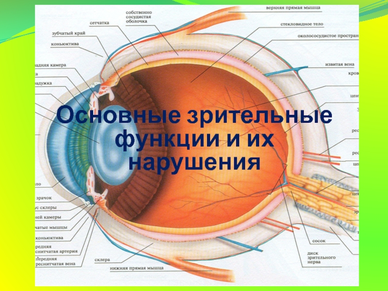 Первичная зрительная информация