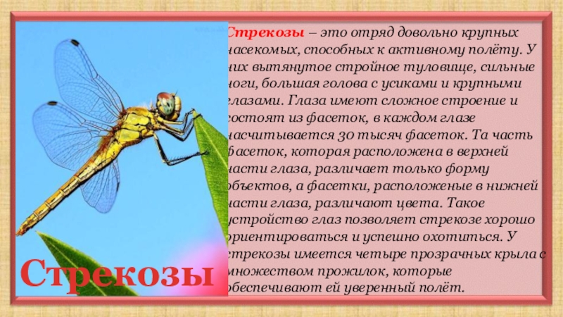 Стрекоза на украинском языке перевод. Части Стрекозы. Строение Стрекозы. Внешнее и внутреннее строение Стрекозы. Части тела Стрекозы для детей.