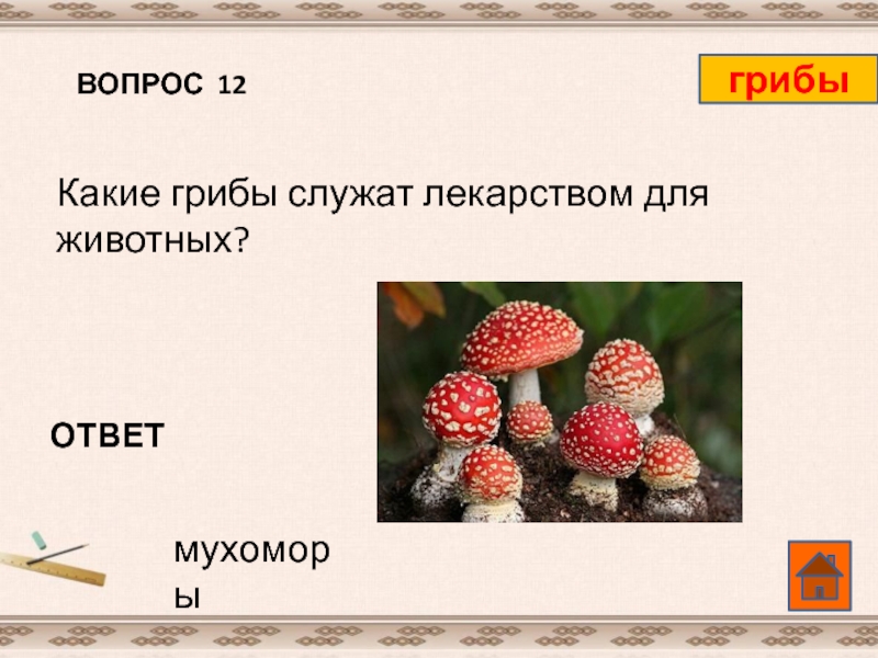 На какие вопросы отвечает биология. Вопросы про грибы. Вопросы про грибы с ответами. Викторина по грибам. Вопросы на тему царство грибов.