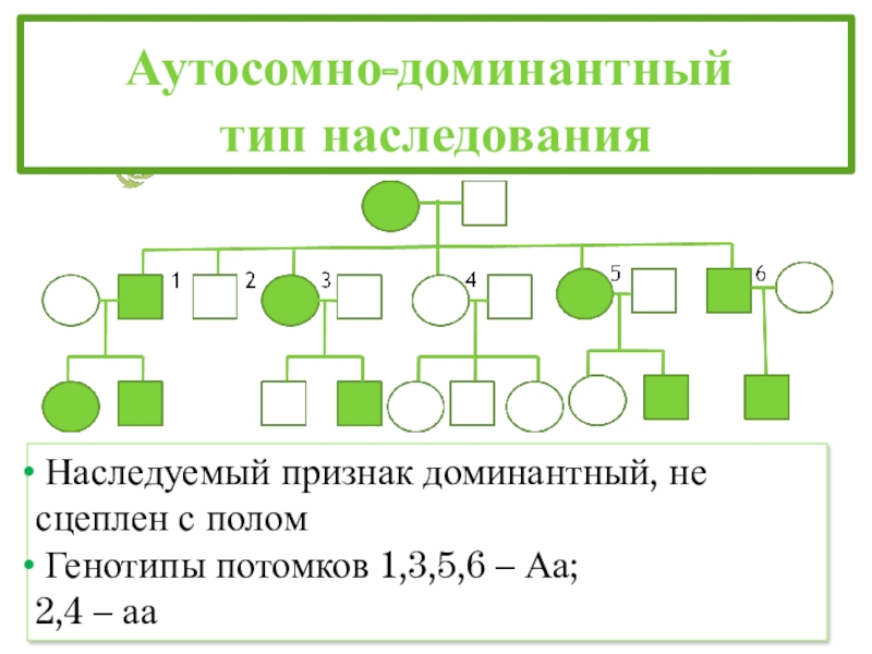 Аутосомно доминантный тип наследования. Аутосомно-доминантный признак. Аутосомно-доминантный Тип наследования примеры. Признаки аутосомно-доминантного типа наследования.