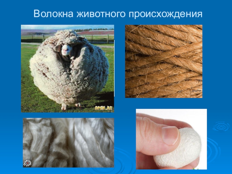 Животный хлопка. Ткани из натуральных волокон животного происхождения. Натуральные волокна животного происхождения. Текстильные волокна животного происхождения. Натуральные волокна шерсть.