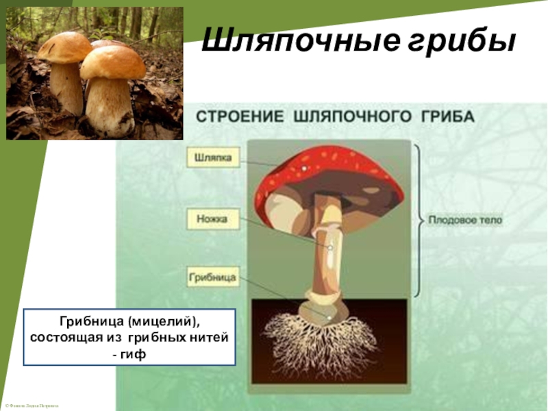 Урок биологии грибы. Шляпочные грибы биология 5. Проект про грибы 5 класс биология. Строение шляпочного гриба. Тема грибы 5 класс биология.