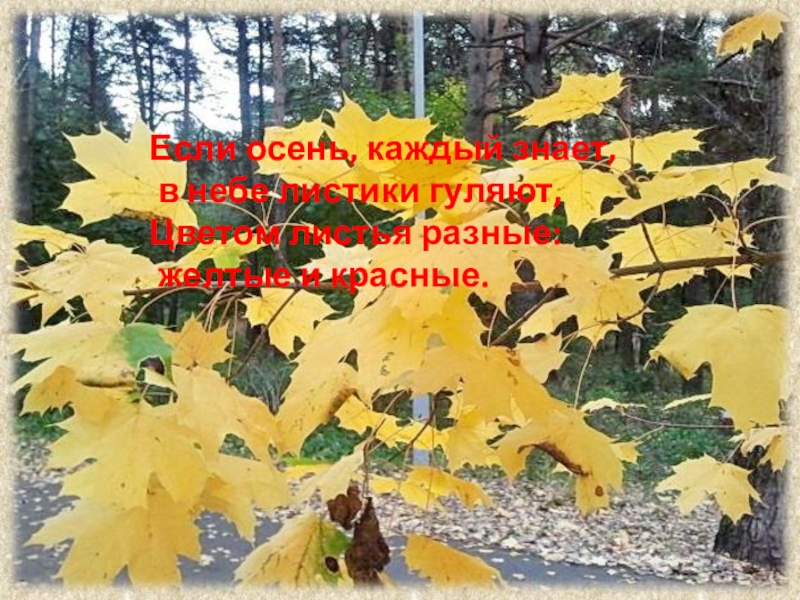 Если осень, каждый знает, в небе листики гуляют, Цветом листья разные: желтые и красные.