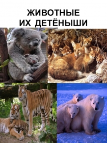 Презентация ЖИВОТНЫЕ И ИХ ДЕТЁНЫШИ