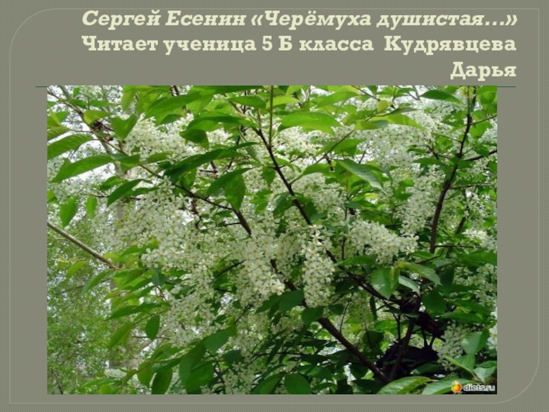 План анализа стихотворения черемуха есенин. Есенин черёмуха душистая. Есенин с. а. "черемуха". Есенин черемуха 3 класс школа России. Есенин черёмуха душистая с весною расцвела.