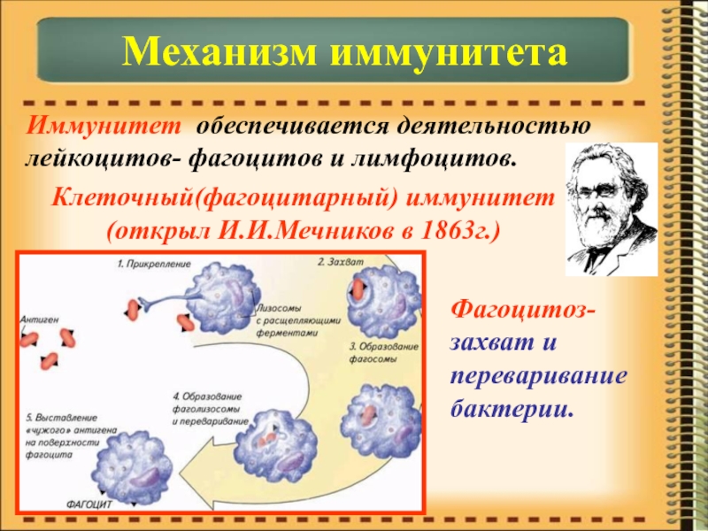 Презентация биология иммунитет 8 класс биология