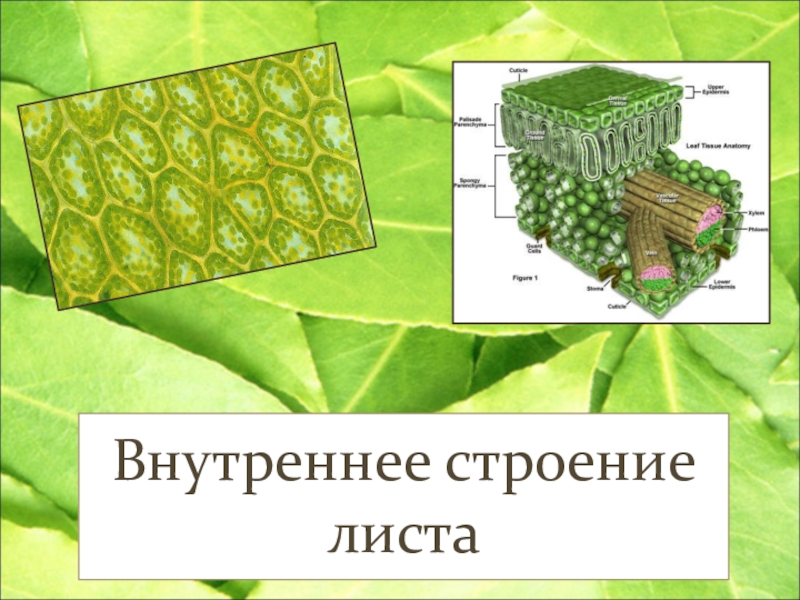 Тест строение листа