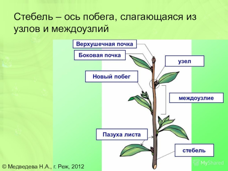 Междоузлие у растений фото