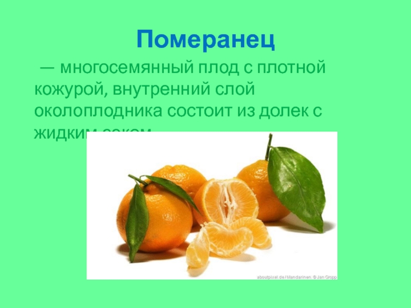 Померанец 	— многосемянный плод с плотной кожурой, внутренний слой околоплодника состоит из долек с жидким соком