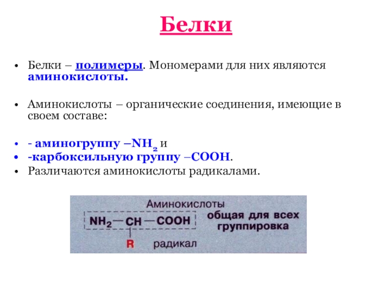 Мономерами белков являются