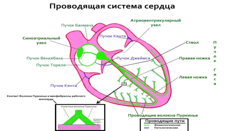 Рисунок проводящая система сердца с подписями