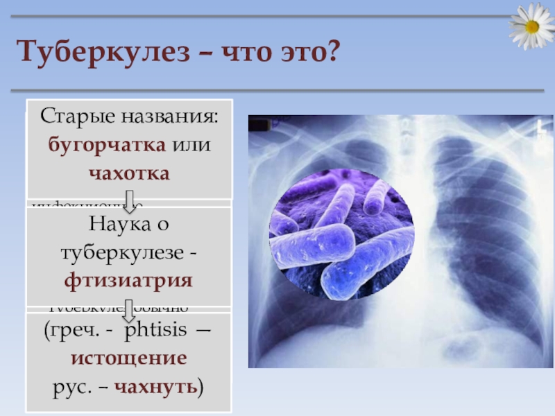 Доклад по теме Туберкулёз 
