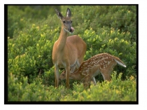 Қазақстан туралы , ПРЕЗЕНТАЦИЯ