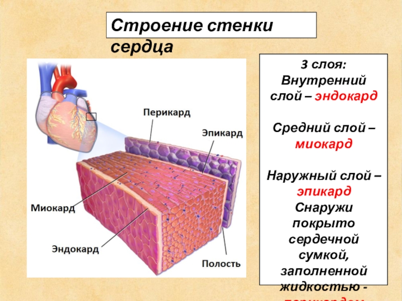 Сердечная стенка образована какой тканью. Особенности строения стенок сердца. Эндокард миокард перикард схема. Строение сердца перикард эндокард миокард эпикард. Строение стенки сердца перикард.