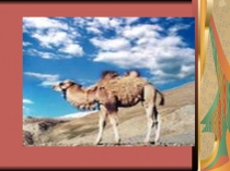 Презентайия к уроку Класс млекопитающие