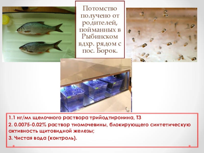 Получение потомства рыб. Искусственное получение потомства у рыб кратко.