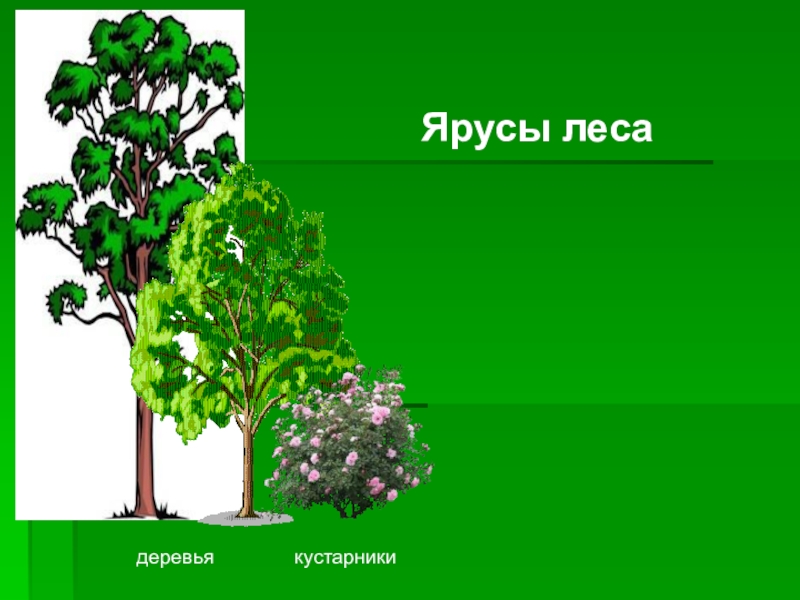 Презентация ярусы леса