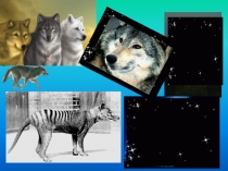 Сценарий экологического урока ВИРТУАЛЬНЫЙ ЗООПАРК презентация 21-31