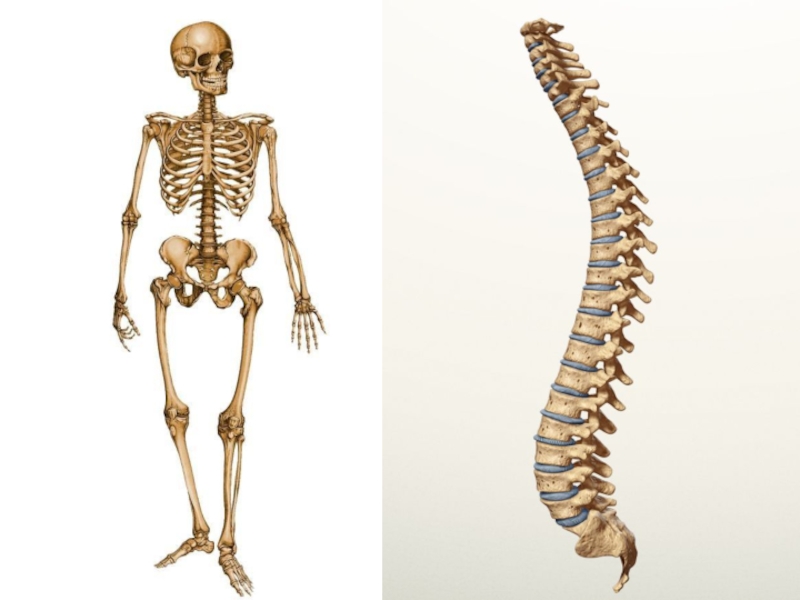 Презентация скелет человека 3 класс
