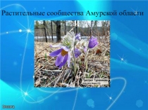 Презентация Редкие растения Амурской области