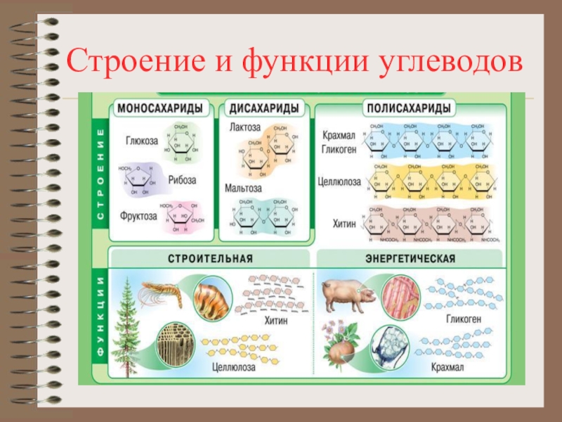 Проект в 9 классе по биологии