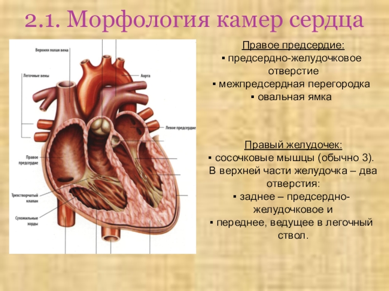 Характеристика правого предсердия. Строение сердца желудочки предсердия. Отверстия в стенках правого предсердия. Межпредсердная перегородка сердца строение. Отверстия в камерах сердца.