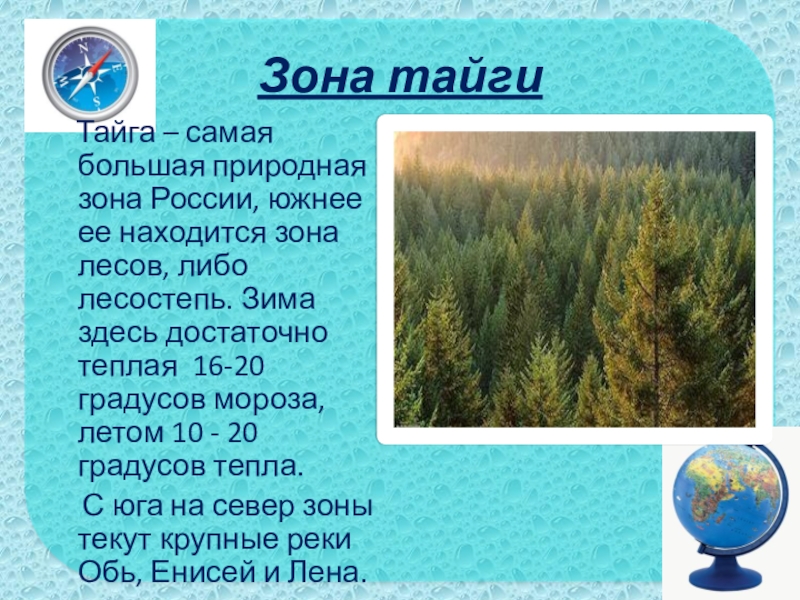 Зона тайги Тайга – самая большая природная зона России, южнее ее находится зона лесов, либо лесостепь.