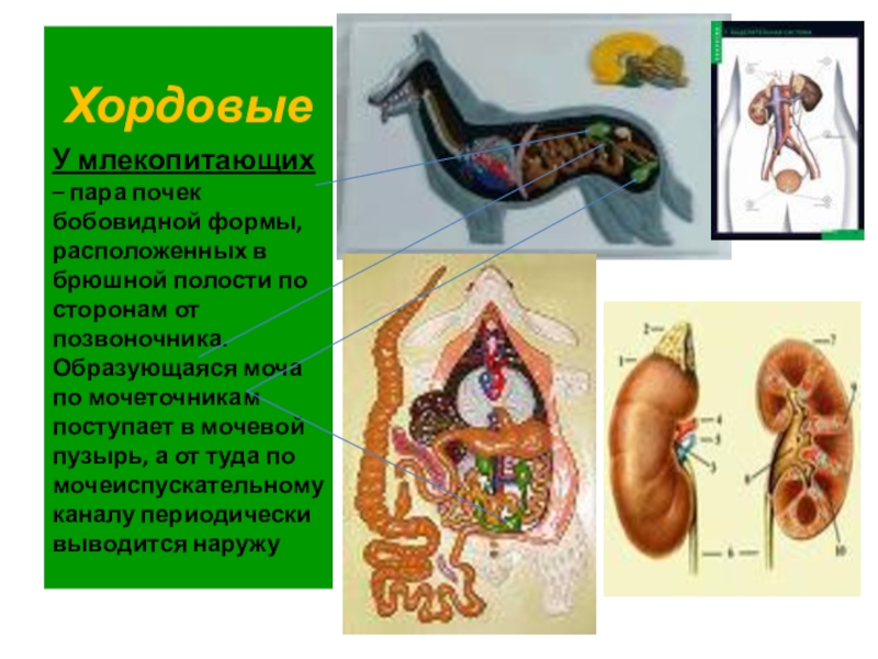 Эволюция выделительной системы у животных схема