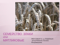 Семейство злаковых