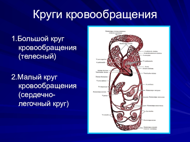 Два круга кровообращения