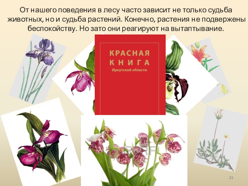 Растения красной книги иркутской