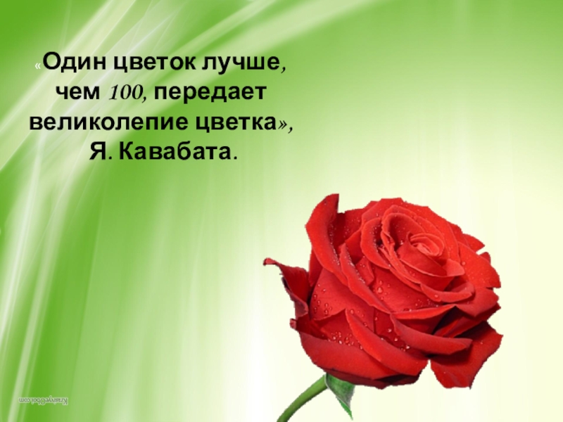 Всех сильных цветов. Один цветок лучше чем. Один цветок Кавабата. Цветок лучше 1. Один цветок лучше чем сотня передает великолепие цветка.