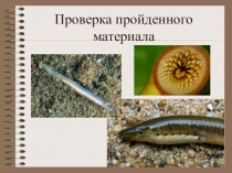 Презентация по биологии на тему Общая характеристика класса рыб