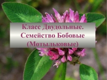 Презентация по биологии на тему Семейство Бобовые