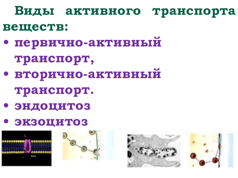 Транспорт натрия активный транспорт