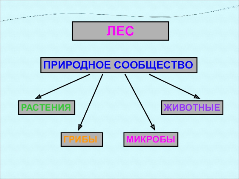 ЛЕСПРИРОДНОЕ СООБЩЕСТВОРАСТЕНИЯЖИВОТНЫЕГРИБЫМИКРОБЫ