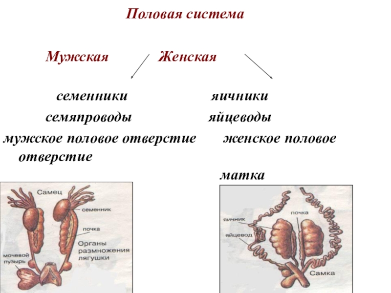 Презентация женская и мужская половая система