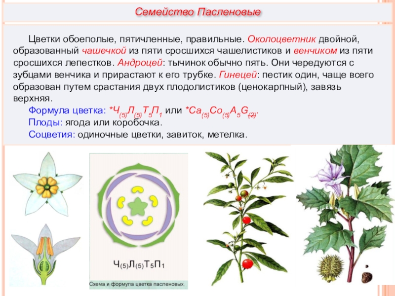 Пятичленный цветок. Семейство Пасленовые формула цветка. Семейство Пасленовые строение цветка формула. Формула цветка растений семейства пасленовых. Семейство Пасленовые схема.