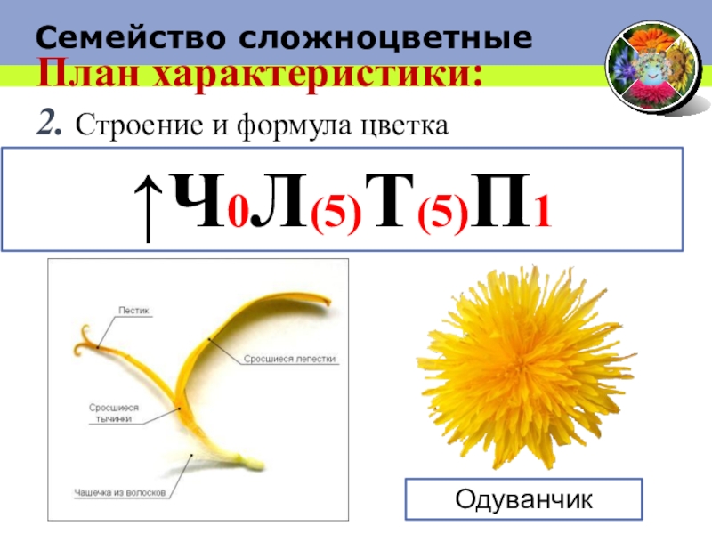 Растения семейства сложноцветных список