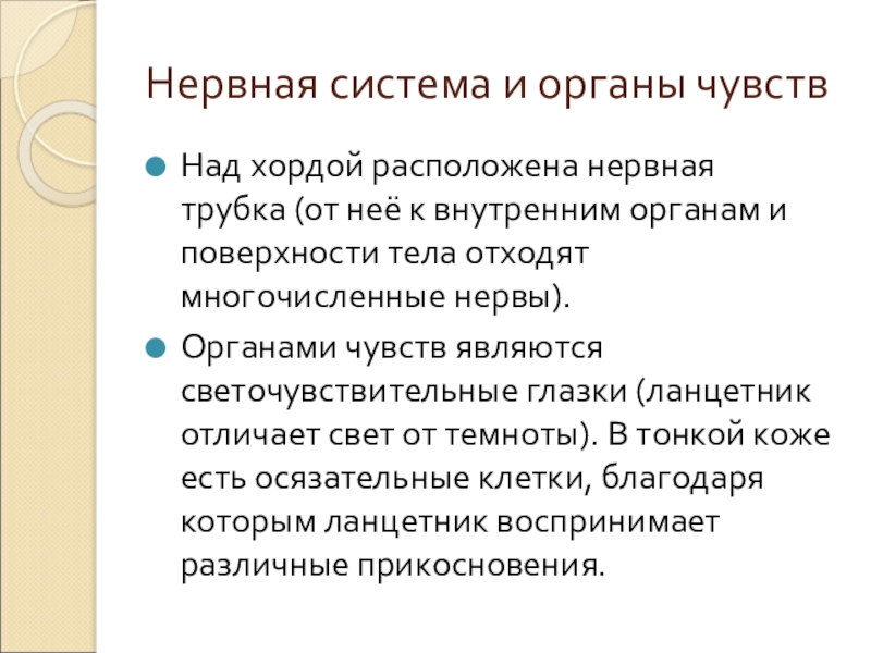 Нервная система и органы чувствНад хордой расположена нервная трубка (от неё к внутренним органам и поверхности тела отходят многочисленные нервы).Органами чувств являются