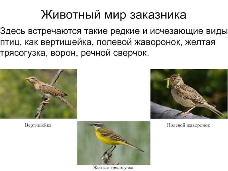 Животный мир заказникаЗдесь встречаются такие редкие и исчезающие виды птиц, как вертишейка, полевой жаворонок, желтая трясогузка, ворон,