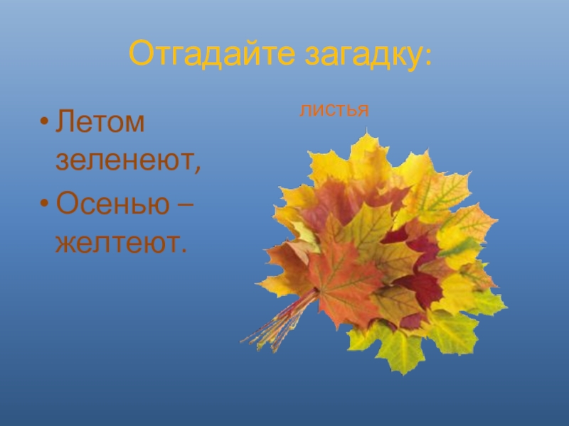 Слово листики. Загадки про листья. Загадки про листья для детей. Загадки про осенние листья. Загадки на листочке.