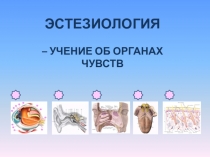 Компьютерная мультимедийная презентация к учебному занятию Анализаторы