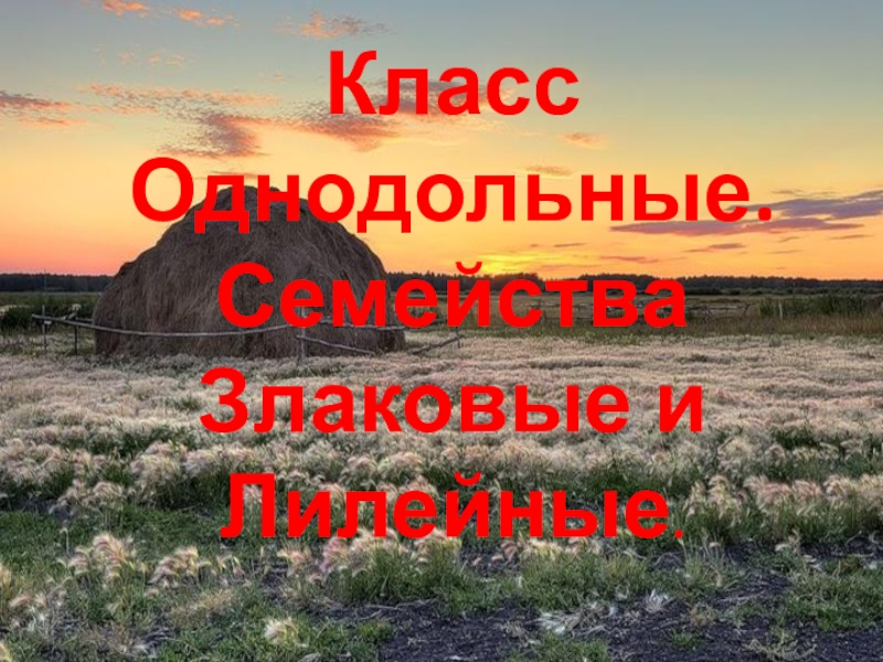 Презентация семейства класса однодольные 6 класс