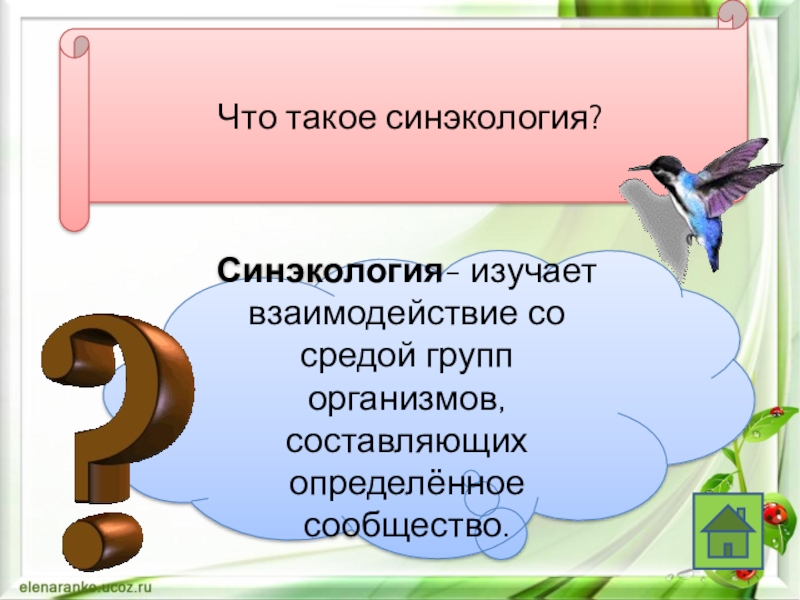 Синэкология. Синэкология изучает. Что такое син эокология. Чем занимается синэкология.