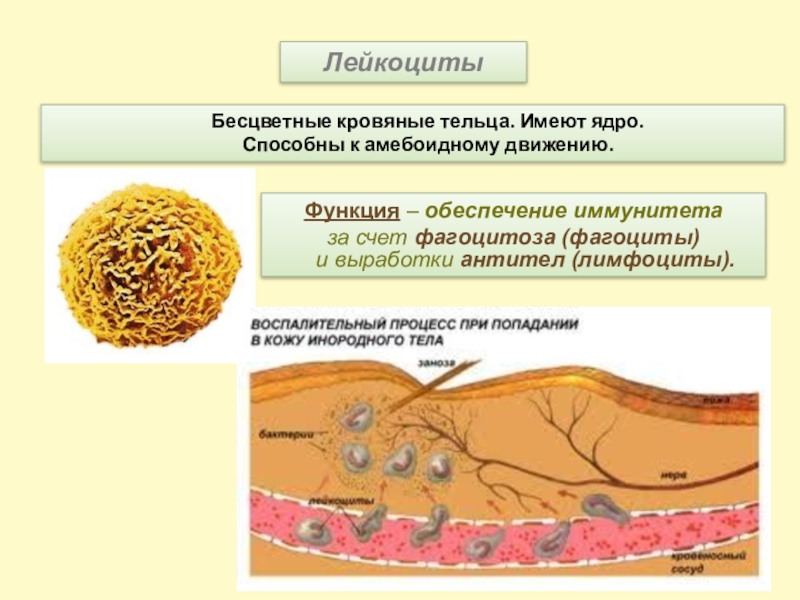 Амебоидное движение. Амебоидное движение лейкоцитов. Амебоидное движение кровяных Телец. Лейкоциты имеют ядро. Лейкоциты способны к амебоидному движению.
