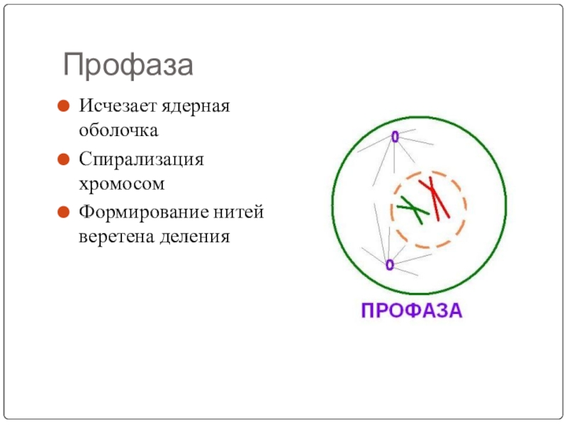 Исчезновение ядерной мембраны. Исчезновение ядерной оболочки происходит в:. Профаза ядерная оболочка. Спирализация хромосом исчезновение ядерной оболочки. Профаза спирализация хромосом.