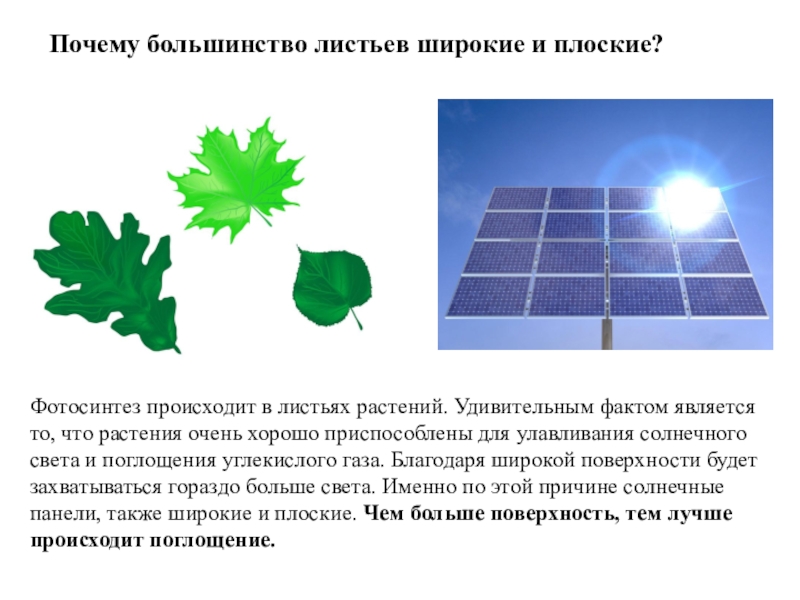 Поглощение солнечной энергии. Растения поглощают солнечную энергию. Улавливание солнечных лучей листьями. PNG силуэт цветка поглощающий углекислый ГАЗ.