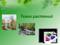 Презентация по биологии 6 класс на тему Ткани растений