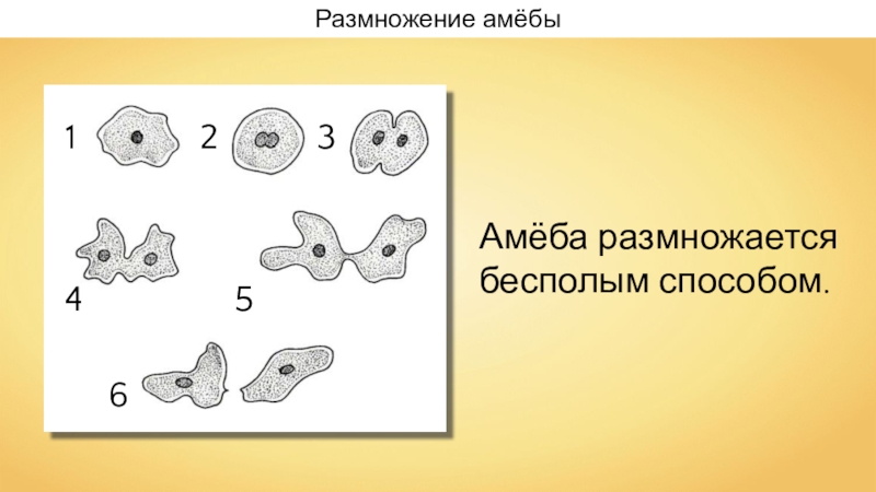 Презентация способы размножения животных 7 класс